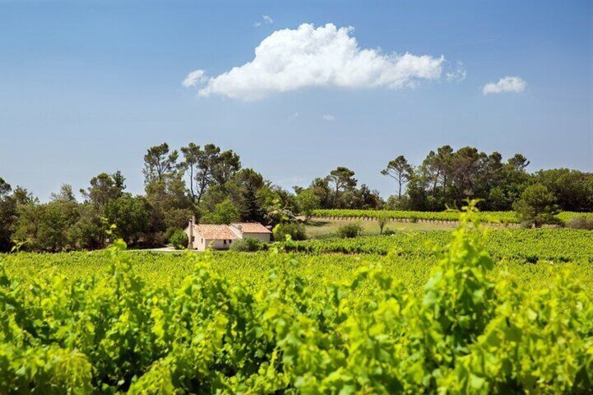 Half-day Private Wine Tour of the Northern Rhone Valley from Lyon