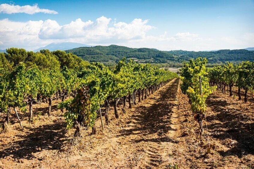 Half-day Private Wine Tour of the Northern Rhone Valley from Lyon