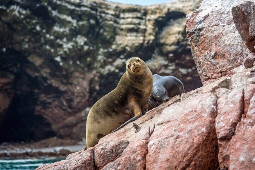 Ballestas Islands 