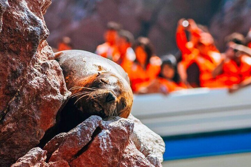 Ballestas Island, Paracas