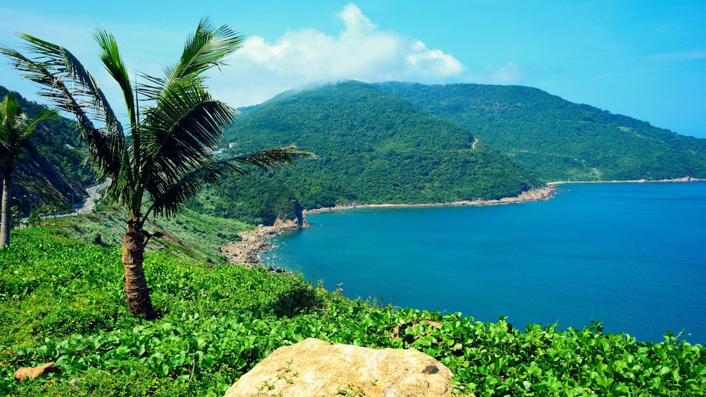 Lush forest in Da Nang