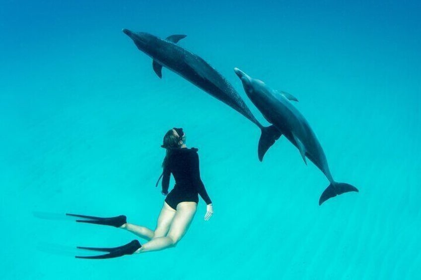 Swim With Dolphin in Satayeh Reef Sea Trip with lunch-Marsa Allam