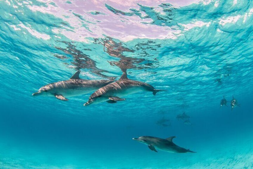 Swim With Dolphin in Satayeh Reef Sea Trip with lunch-Marsa Allam