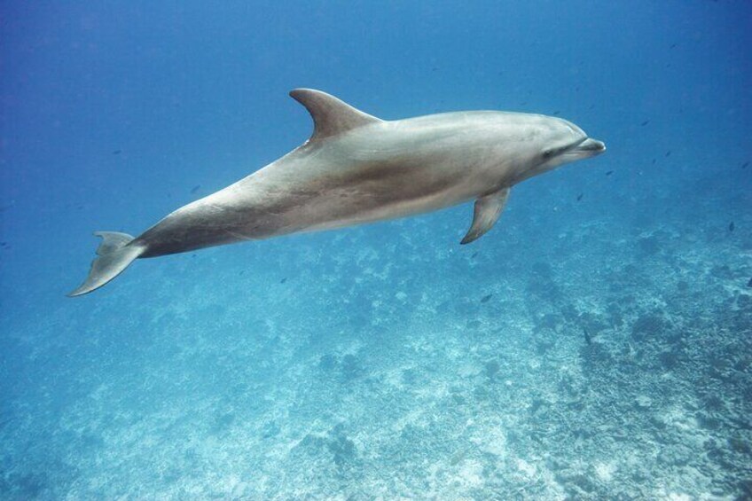 Swim With Dolphin in Satayeh Reef Sea Trip with lunch-Marsa Allam