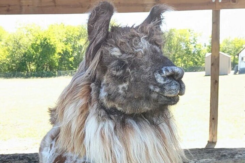 Drama Llama is a dramatic looking llama!