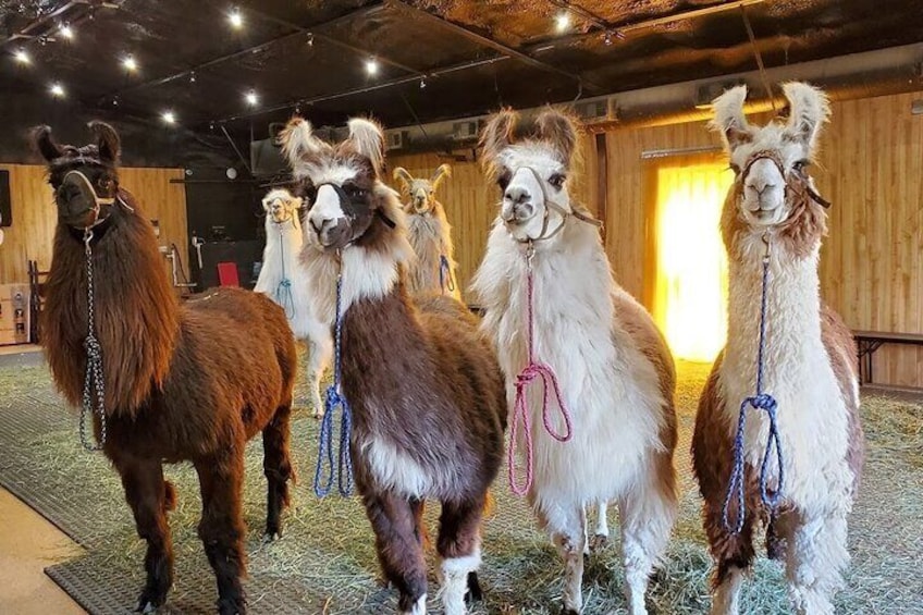 The llamas of ShangriLlama pose for pictures inside the castle barn.