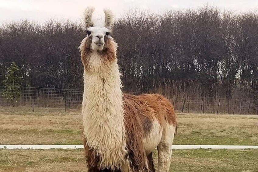 This curly llama is sooo sweet!
