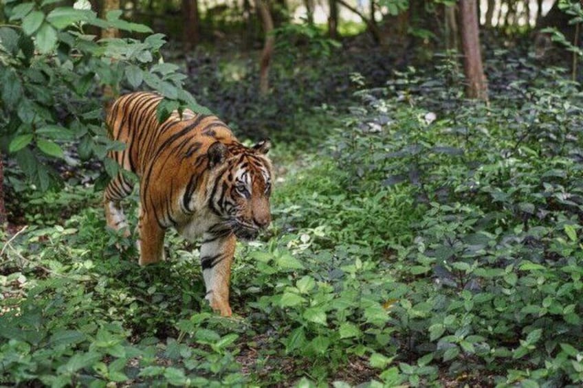 Cambodia Wildlife Sanctuary and Takeo Countryside Tour