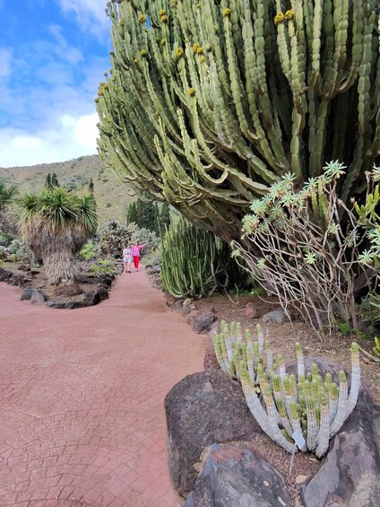 Picture 32 for Activity Bandama Caldera, Botanic Garden/Wine,Old Town from Las Palma