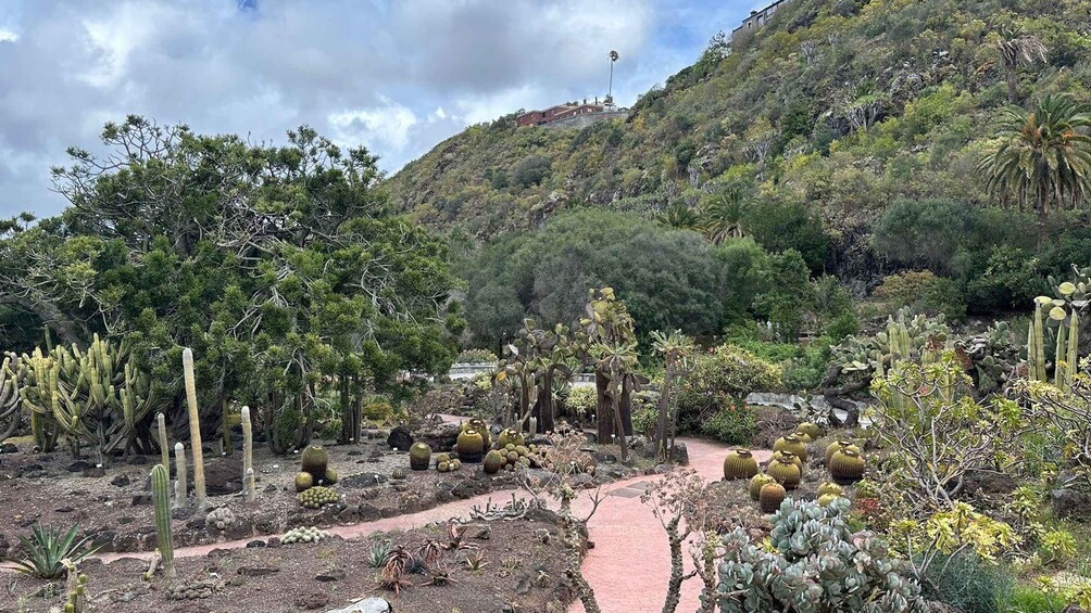 Picture 65 for Activity Bandama Caldera, Botanic Garden/Wine,Old Town from Las Palma