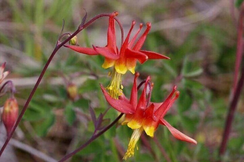 Guided Hike | TONGASS NATIONAL FOREST