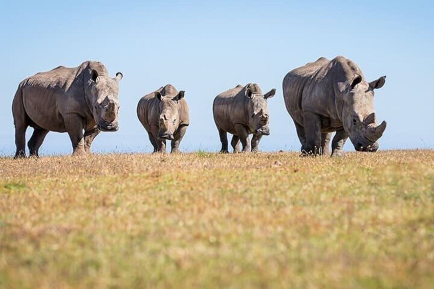 Botlierskop game drive