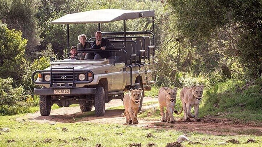Botlierskop game drive