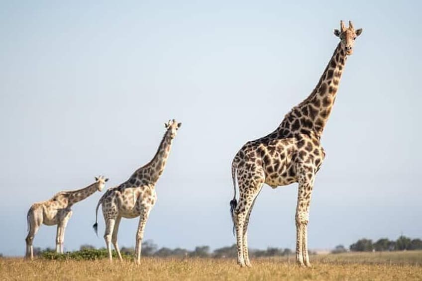 Botlierskop game drive
