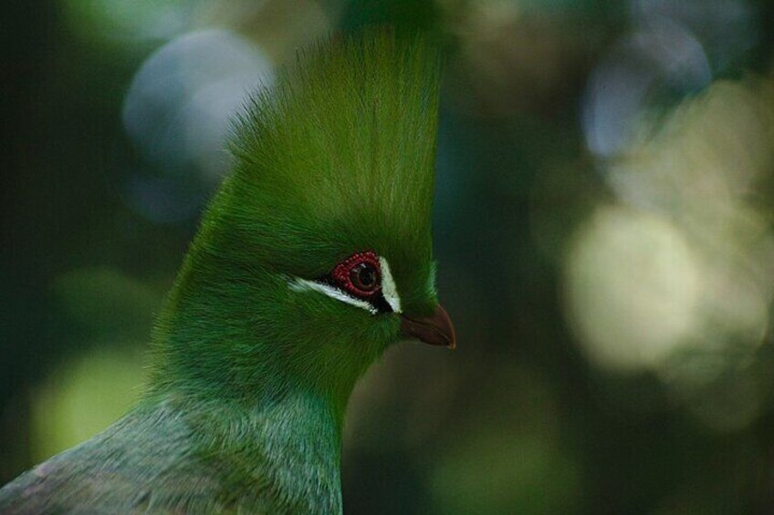Birds of Eden
