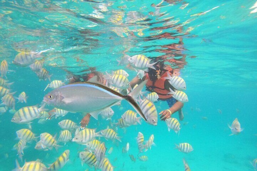 Full-Day Catalina Island Snorkeling From Punta Cana