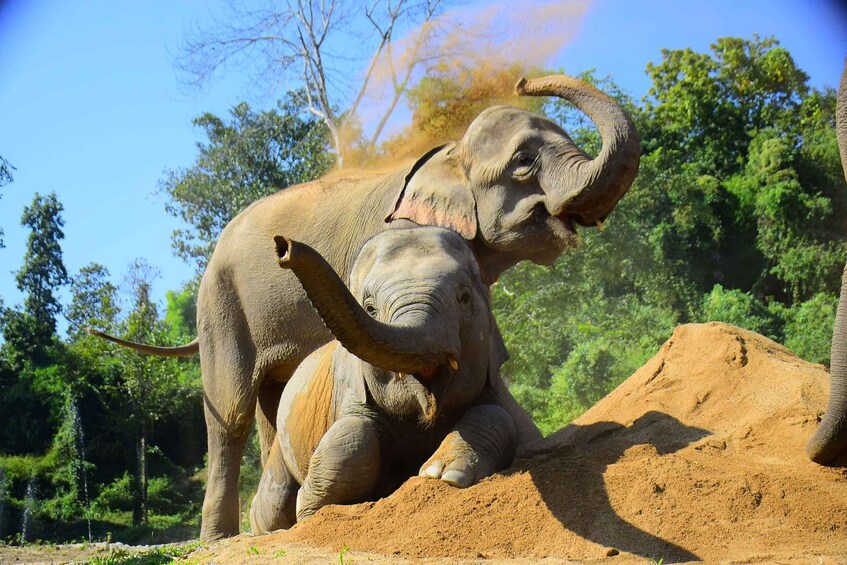 Picture 4 for Activity Chiang Mai: Elephant Feeding Experience