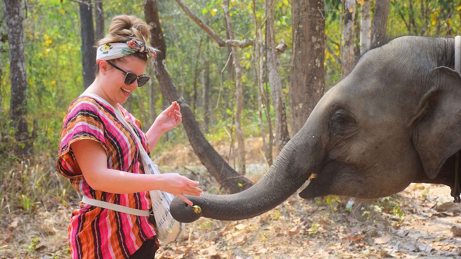 Chiang Mai: Elephant Feeding Experience