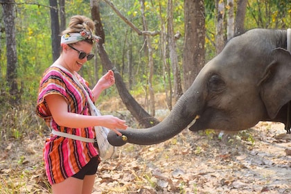 Chiang Mai: Erlebnis Elefantenfütterung