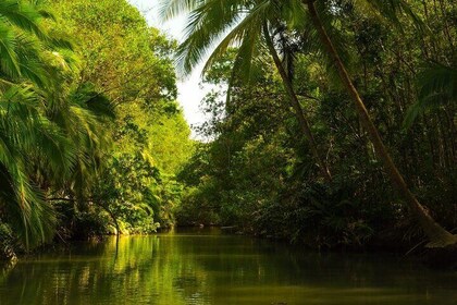 Kajak Mangrove-tur i Manuel Antonio