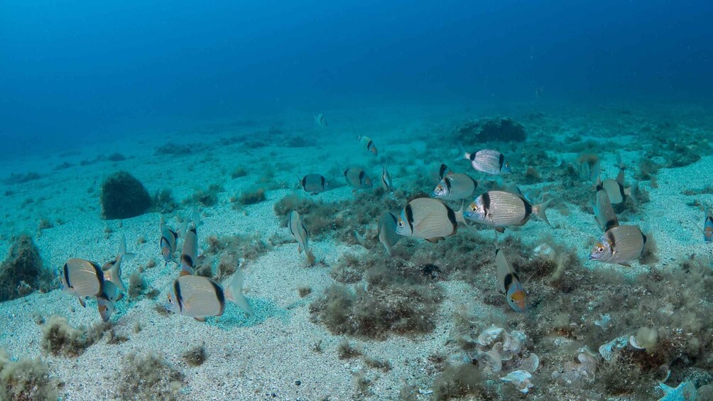 Picture 4 for Activity LanzarteFirst Scuba Dive Experience for Children 8-10 aged