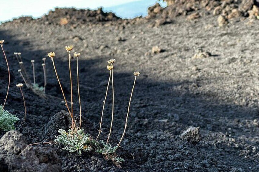 Etna Sunset Tour and Lava Flow Cave Visit