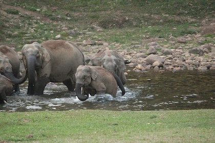Anakulam Wild Elephant Visiting & Tribal village Safari