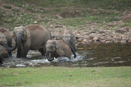 Anakulam Wild Elephant Visiting Safari