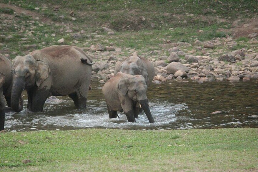 Wild elephants drinking water