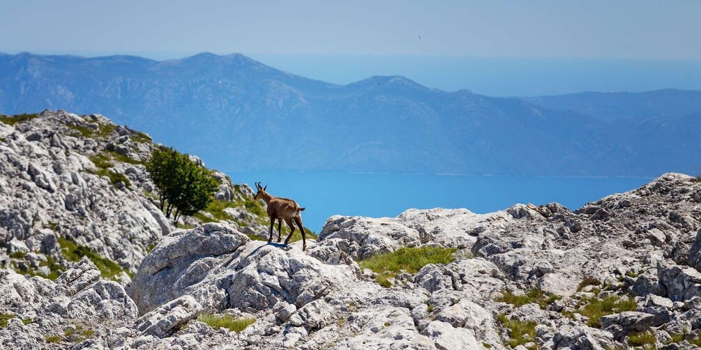 Picture 22 for Activity Makarska: Skywalk Tour with a Tuk Tuk - Skip the line ticket