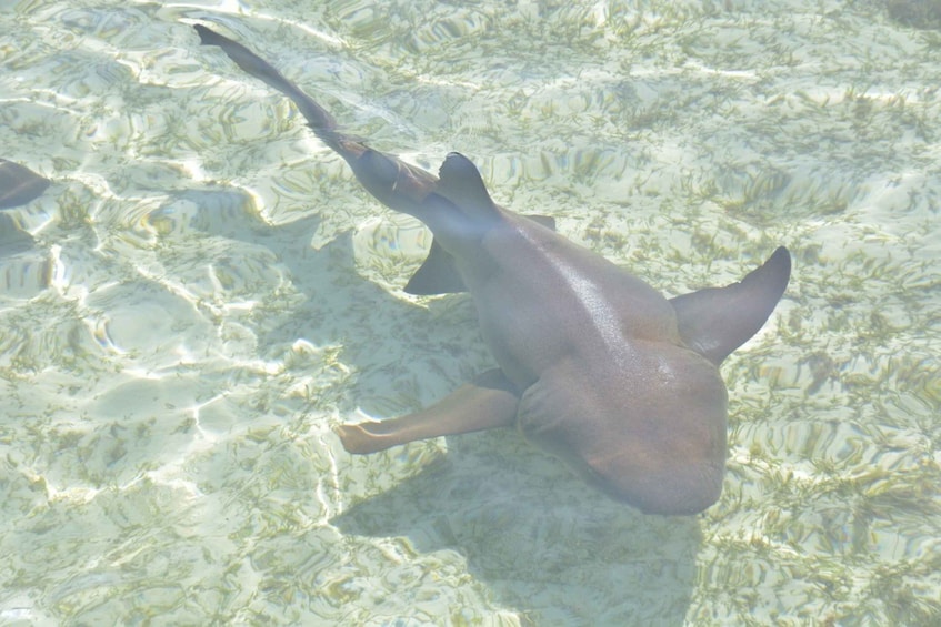 Picture 5 for Activity Nassau: Half-Day Guided Cay Cruise, Sea Life Watch & Snorkel