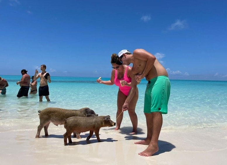 Picture 4 for Activity Nassau: Half-Day Guided Cay Cruise, Sea Life Watch & Snorkel