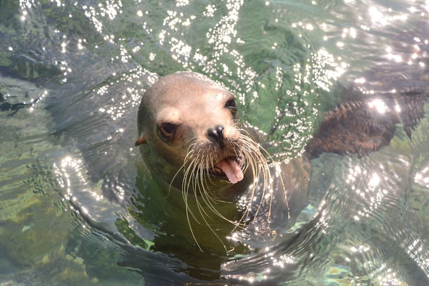 Picture 3 for Activity Nassau: Half-Day Guided Cay Cruise, Sea Life Watch & Snorkel