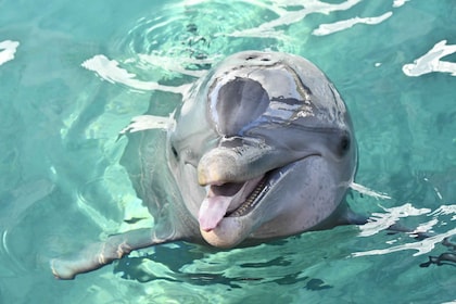 Nassau: Halbtägige geführte Cay Cruise, Sea Life Watch & Schnorcheln