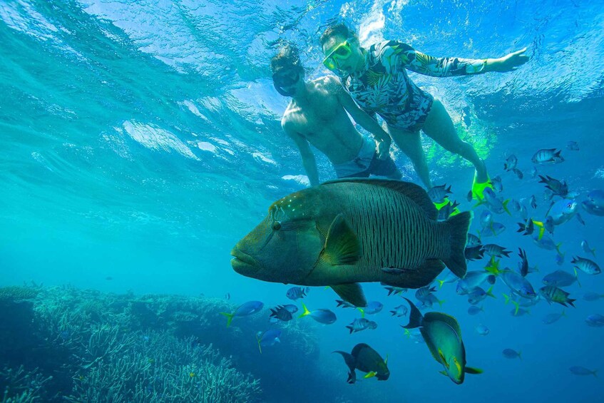 Picture 5 for Activity Airlie Beach: Adults-Only Whitehaven Beach Sailing Tour