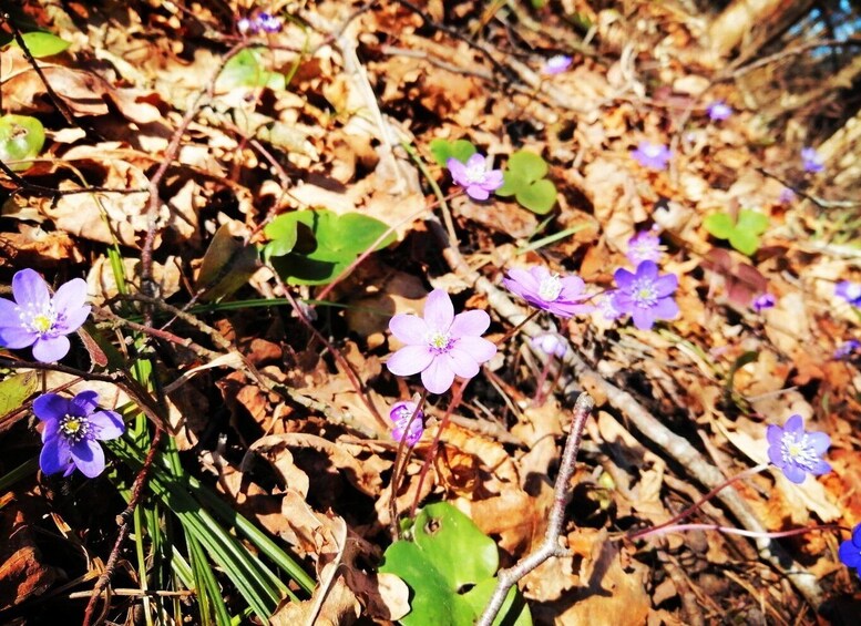 Picture 1 for Activity Gauja National Park Guided Hiking Tour