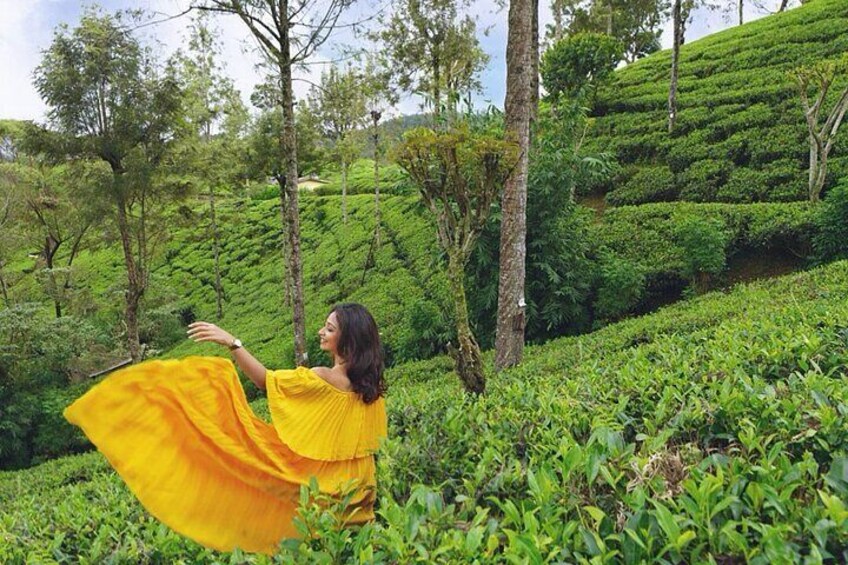 Nuwara Eliya Highlights: Waterfall, Tea & Picturesque Train Ride