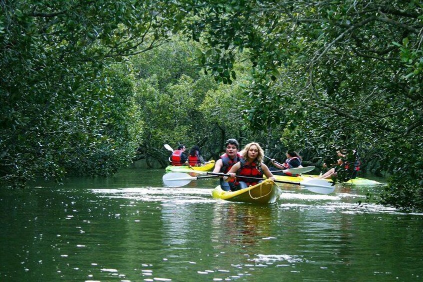 Waterfall & Mangrove Explorer