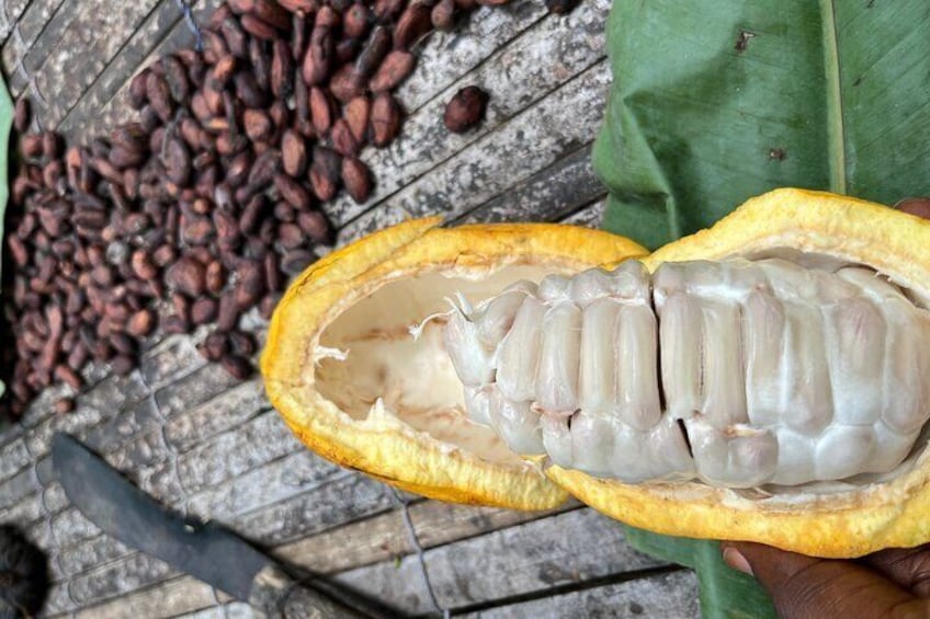 Fresh and dry cocoa beans from the Tetth Quashie Cocoa fans