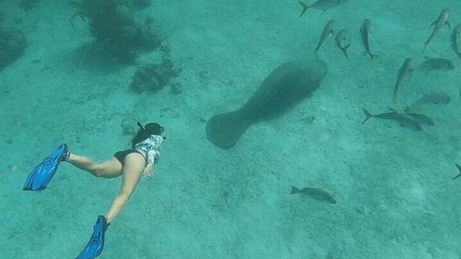 We occasionally see manatees at Hol Chan Marine Reserve