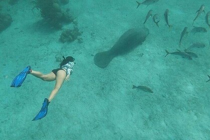 Snorkeling at Hol Chan Marine Reserve & Shark Ray Alley (3.0 Hrs)