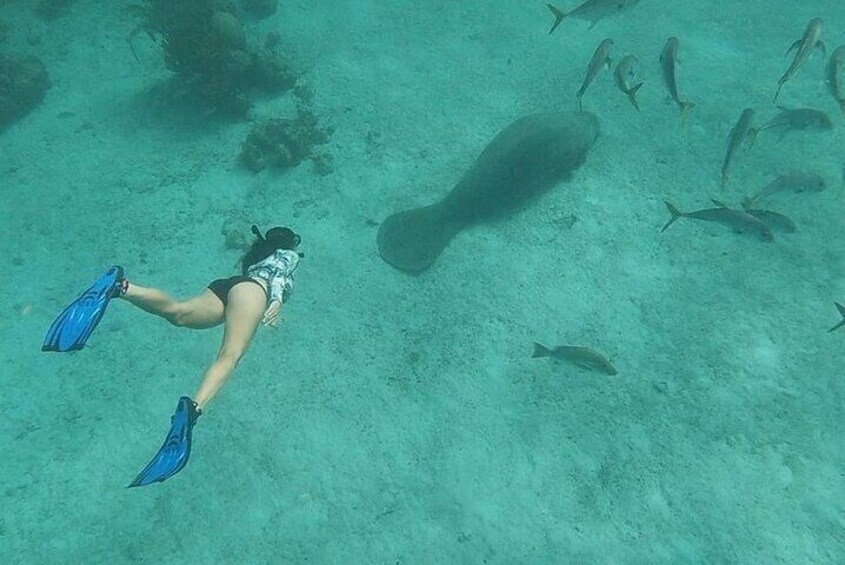 We occasionally see manatees at Hol Chan Marine Reserve 