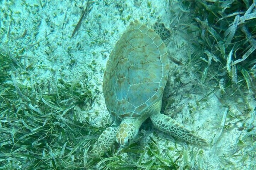 One of our resident turtles at Hol Chan Marine Reserve 