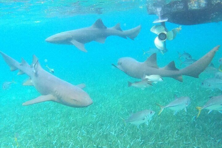 Some of our larger but friendly nurse shark's 