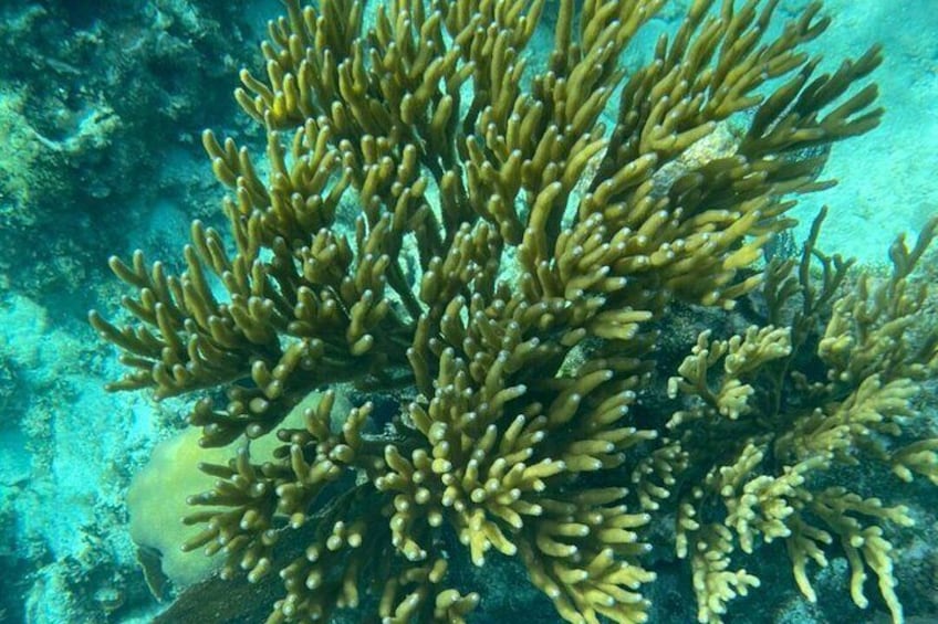 Beautiful Corals within the reserve 