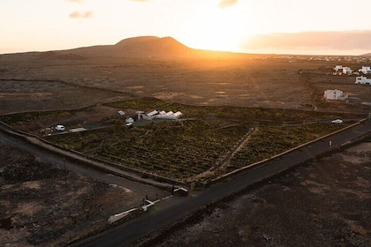 Vineyard Tour with Wine Tasting and Local Products
