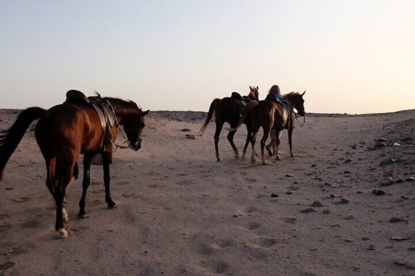 Horse Riding on the beach From Sharm El Sheikh