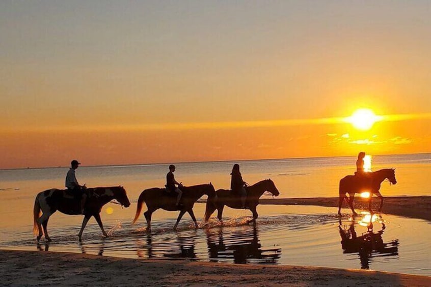 Horse Riding on the beach With Transfer From Sharm El Sheikh
