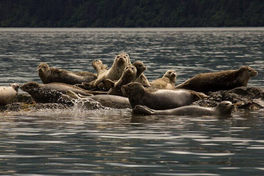 Harbor Seals at the Bar