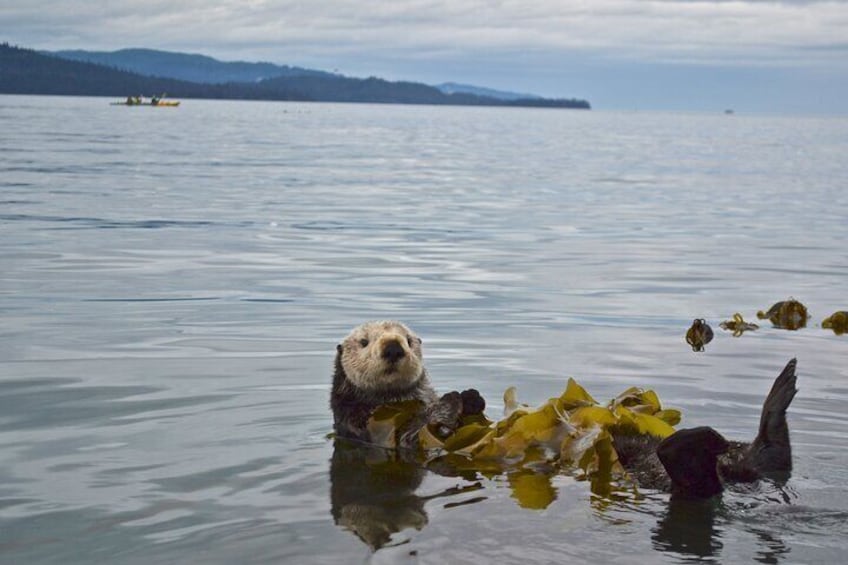Sea Otter